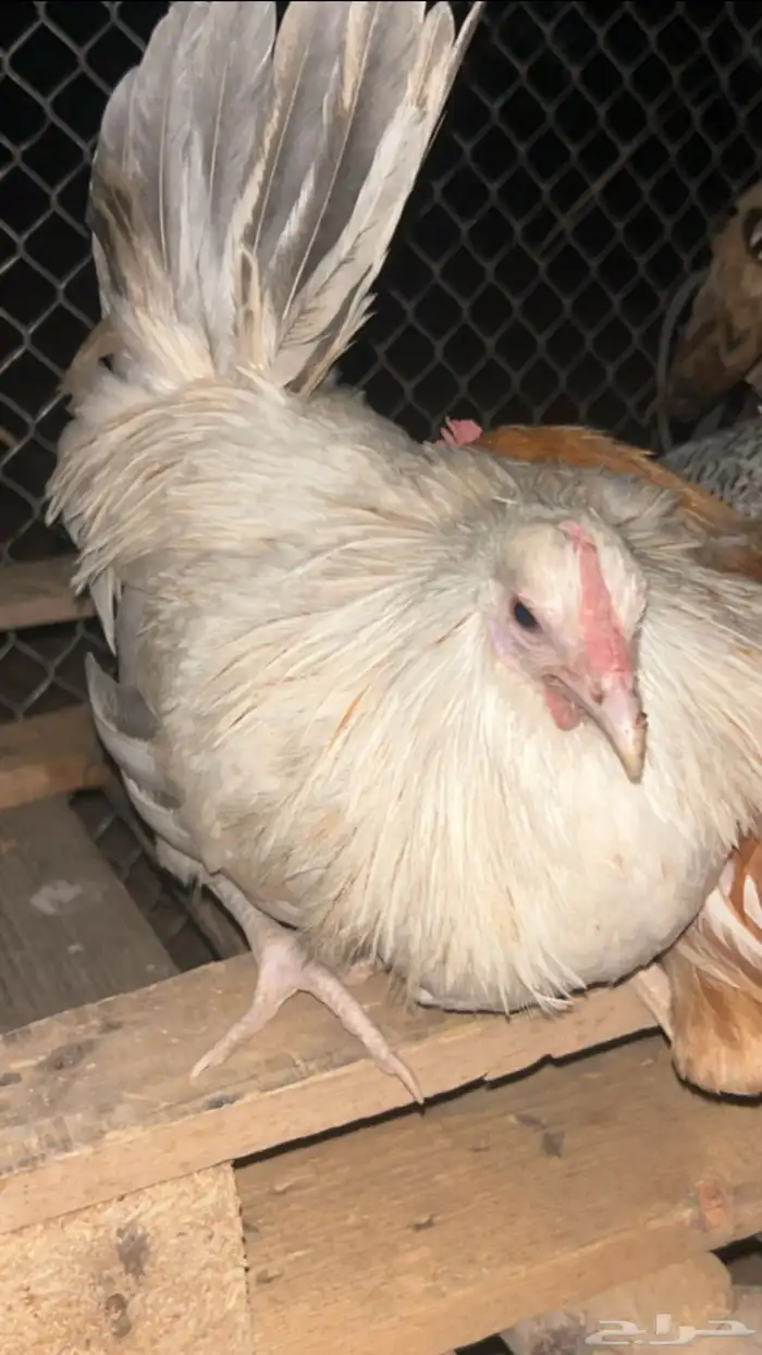 دجاجتين وديك بياض دجاجتين فرنسي وديك فيومي علا اسوم 0
