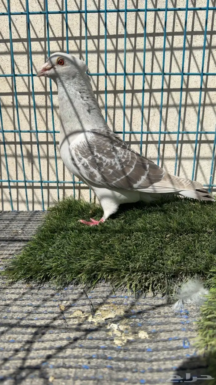 زاجل لافندر شذري منتجين 2