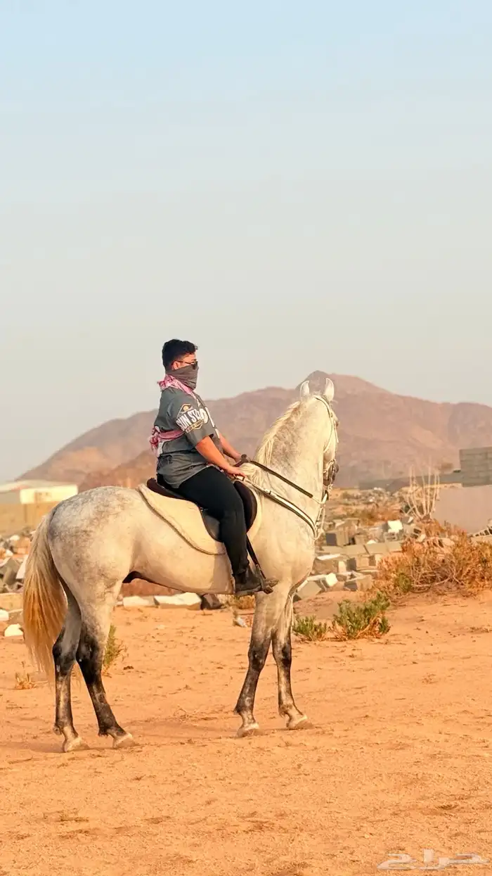 حصان فريزيان  مصري 1