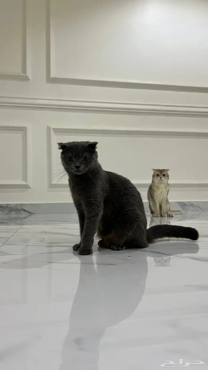 متوفر قطط سكوتش فولد للتبني البيع 0