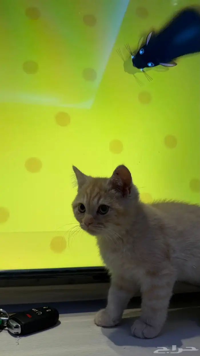 قط شيرازي ذكر 1