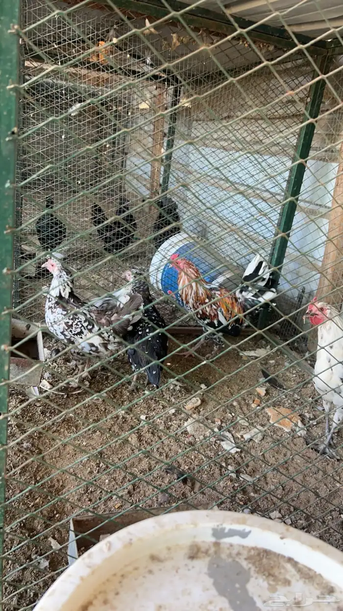 دجاج ماكنتوش كفو كفو نظيف 1