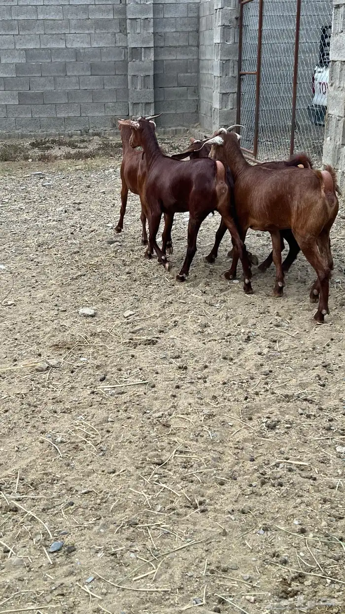 جفار دهم عدد 7 ( تم البيع ) 17