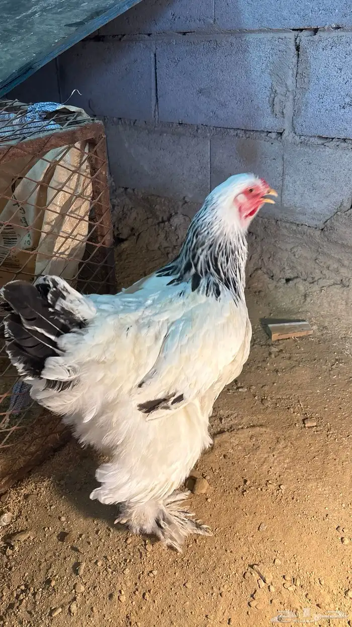 دجاجة وديك براهما شرط 1