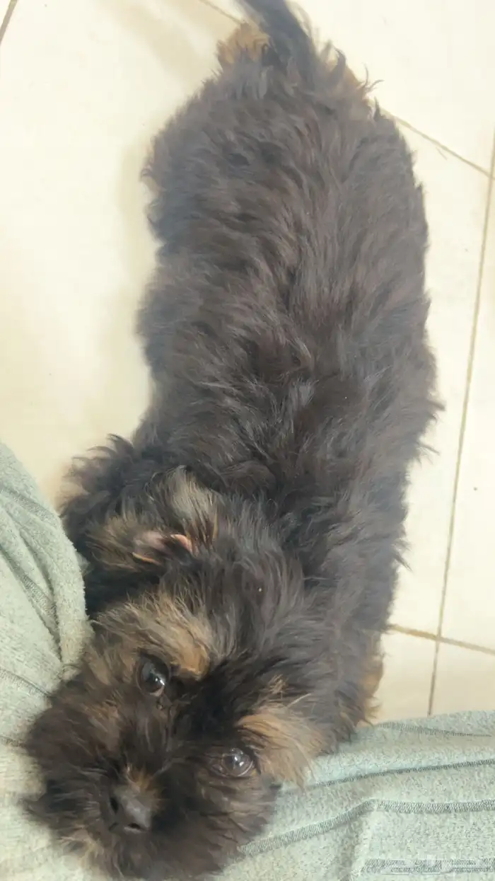 جراء للبيع 1