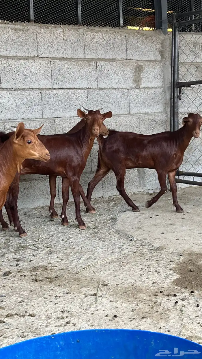 جفار دهم عدد 7 ( تم البيع ) 8