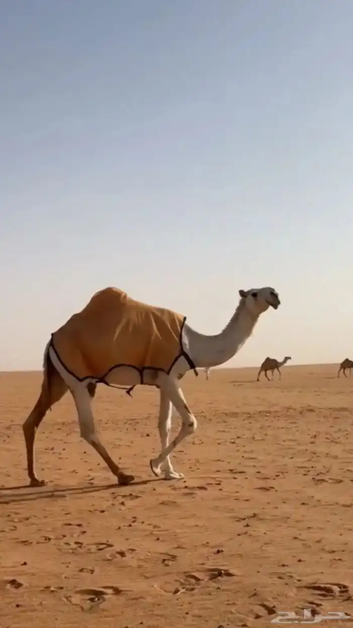 لقيه وضحاء رمانيه 4