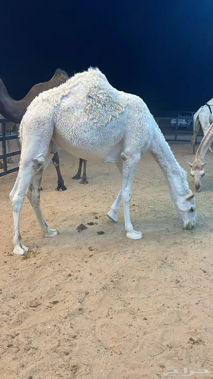 حاشي للبيع اوضح 2