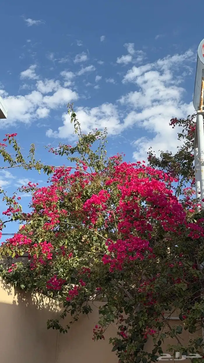 اذا محتاج مشوار كمبليت سيارتي فورد 0