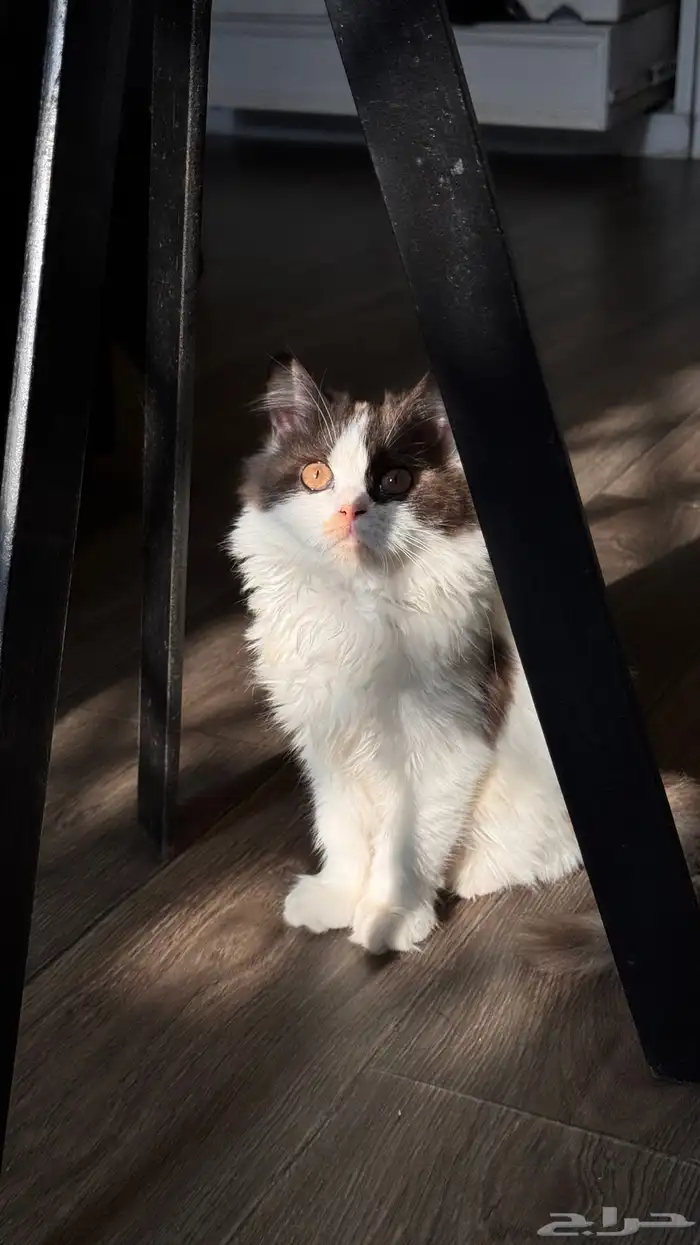 قطة انثى للبيع 5