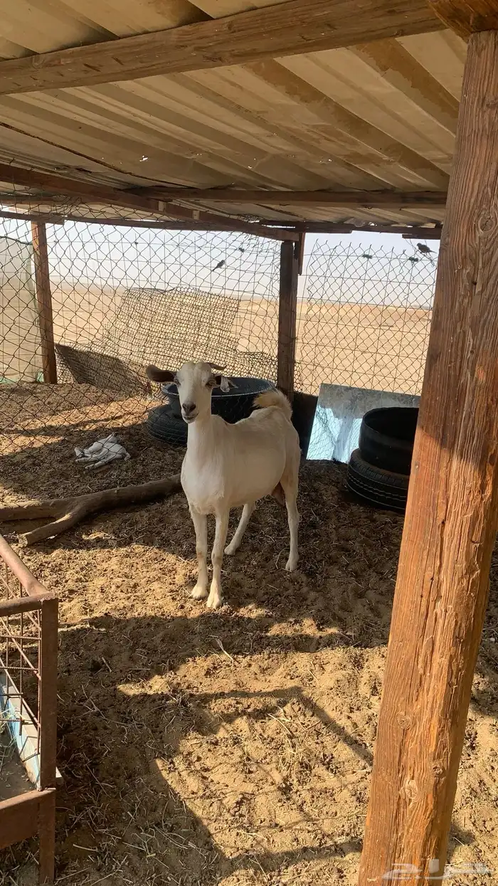 عنز بيشيه على والد 1