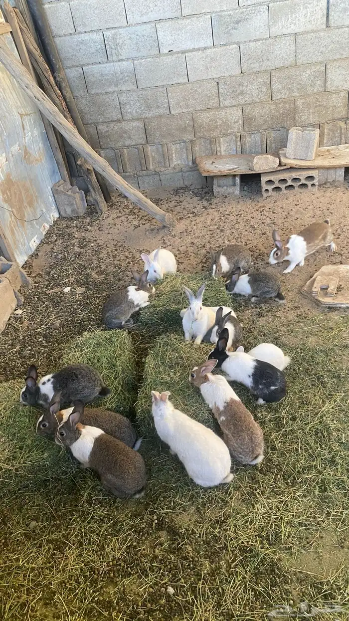 ارانب بلديه وفرنسيه 2