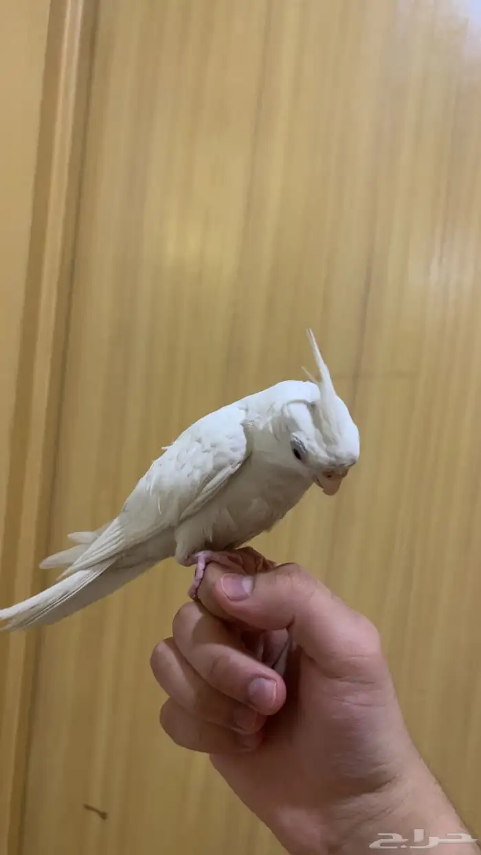 كروان هدد متكلم 1