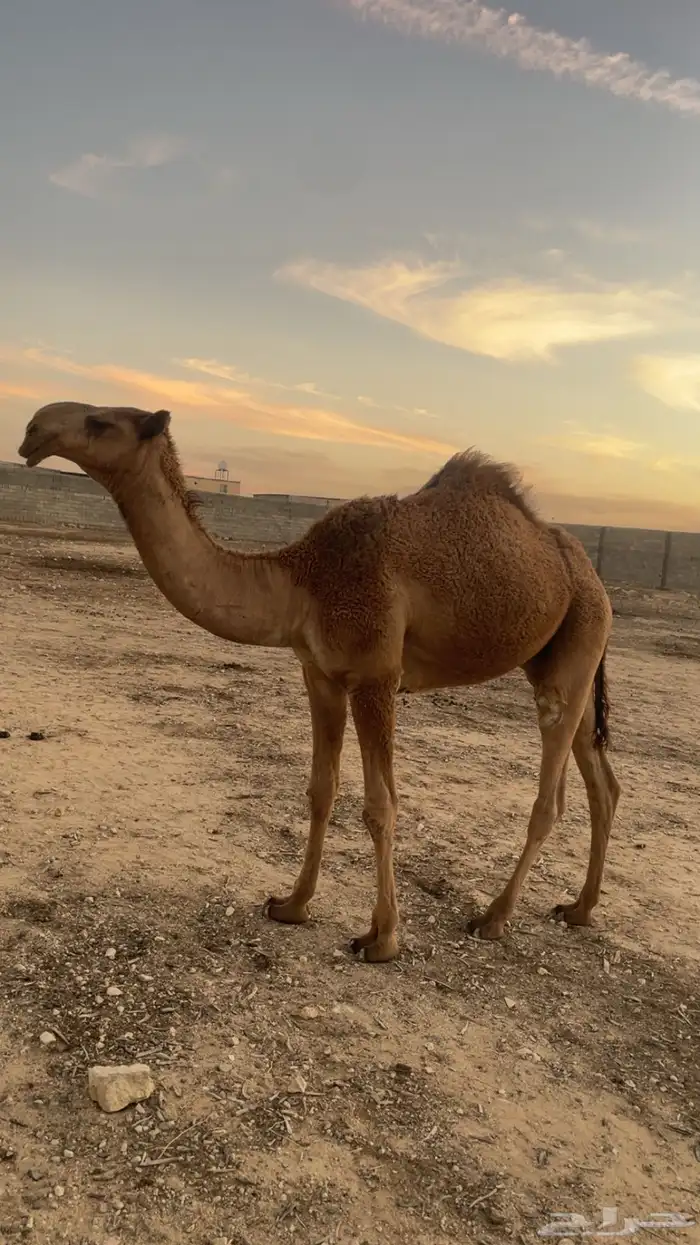 قعود اشعل طيب 0