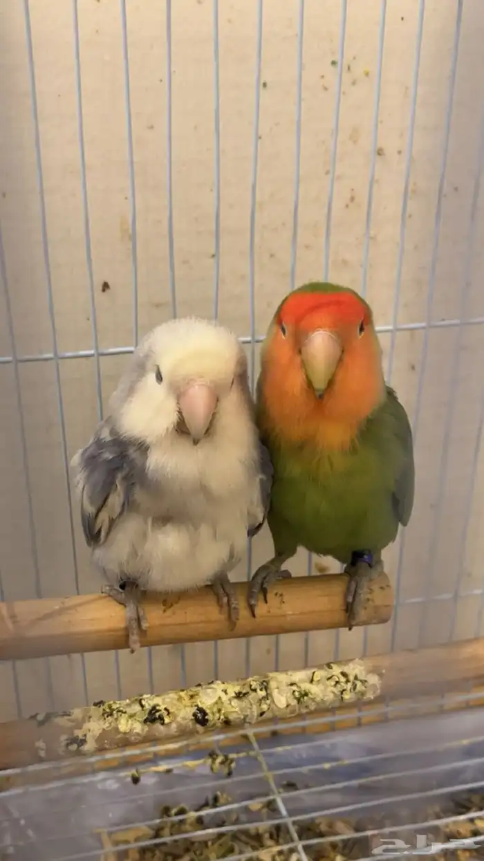 جوز روز منتج 2