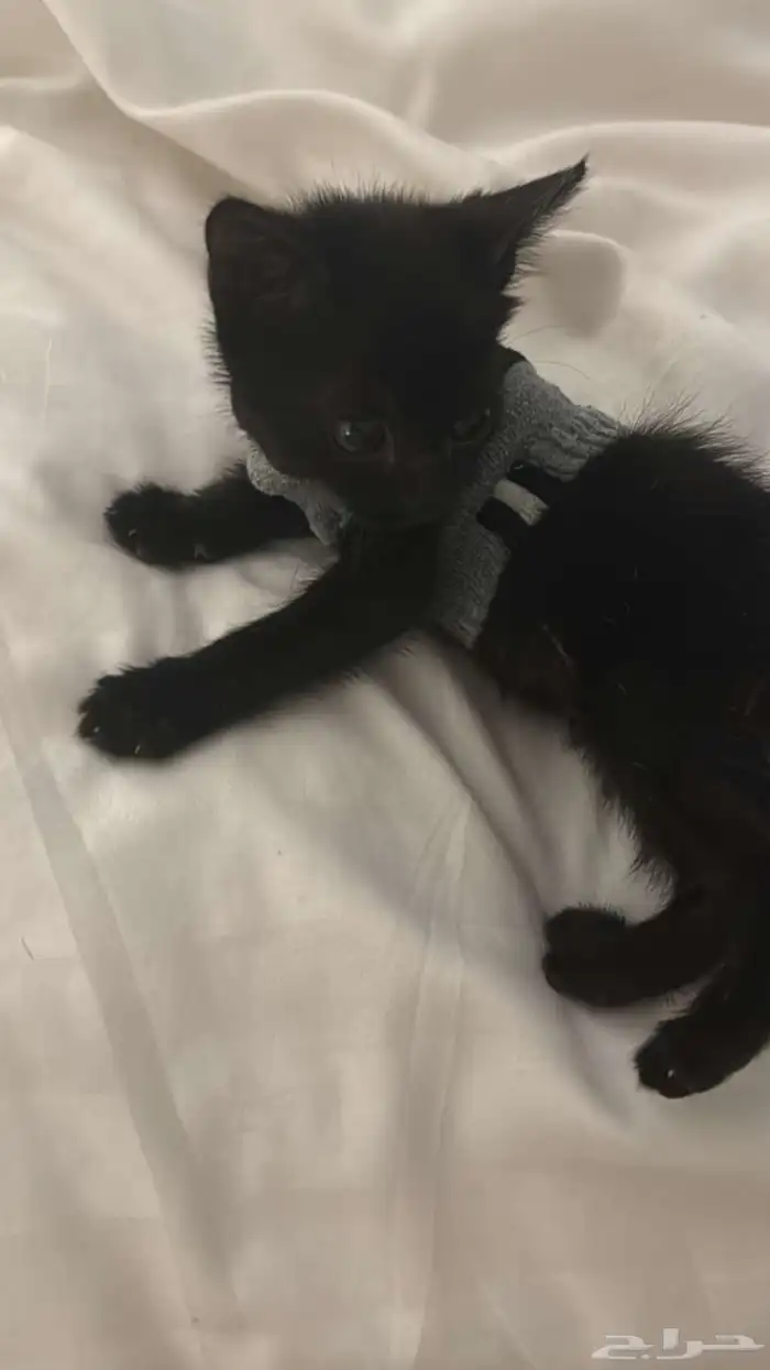 قطه انثى تبني ( شهرين ) 1