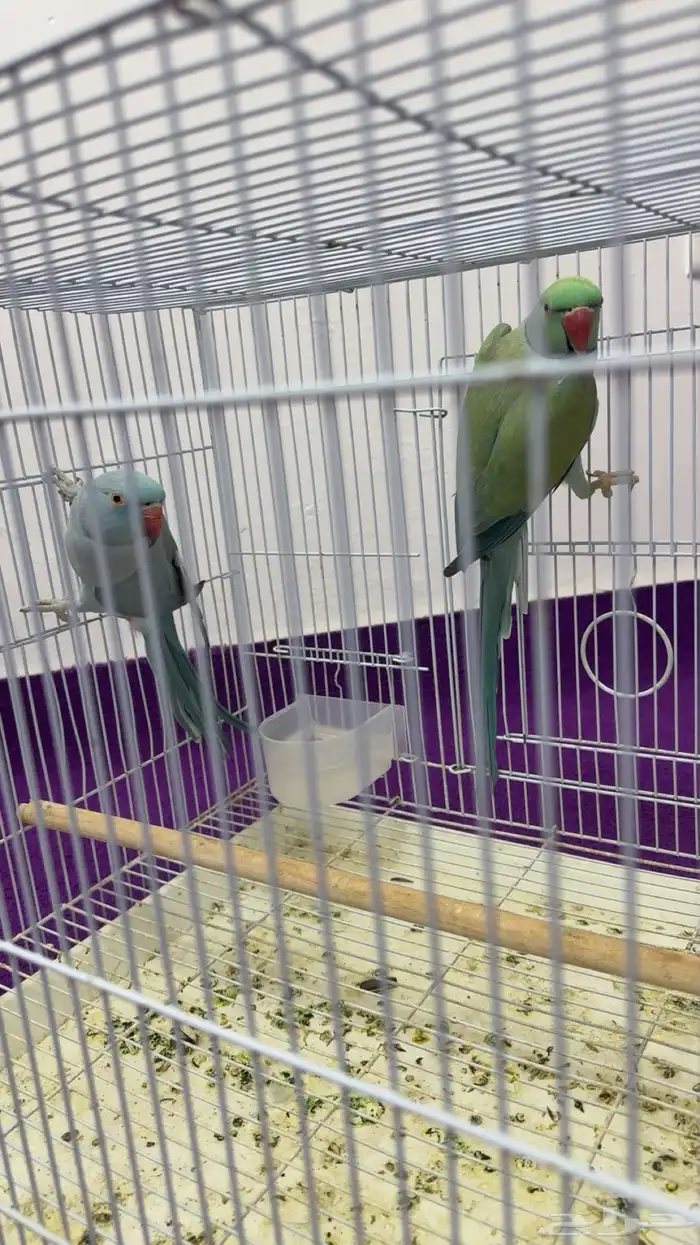 بغبغان  درة لاتينو اللون أزرق 4