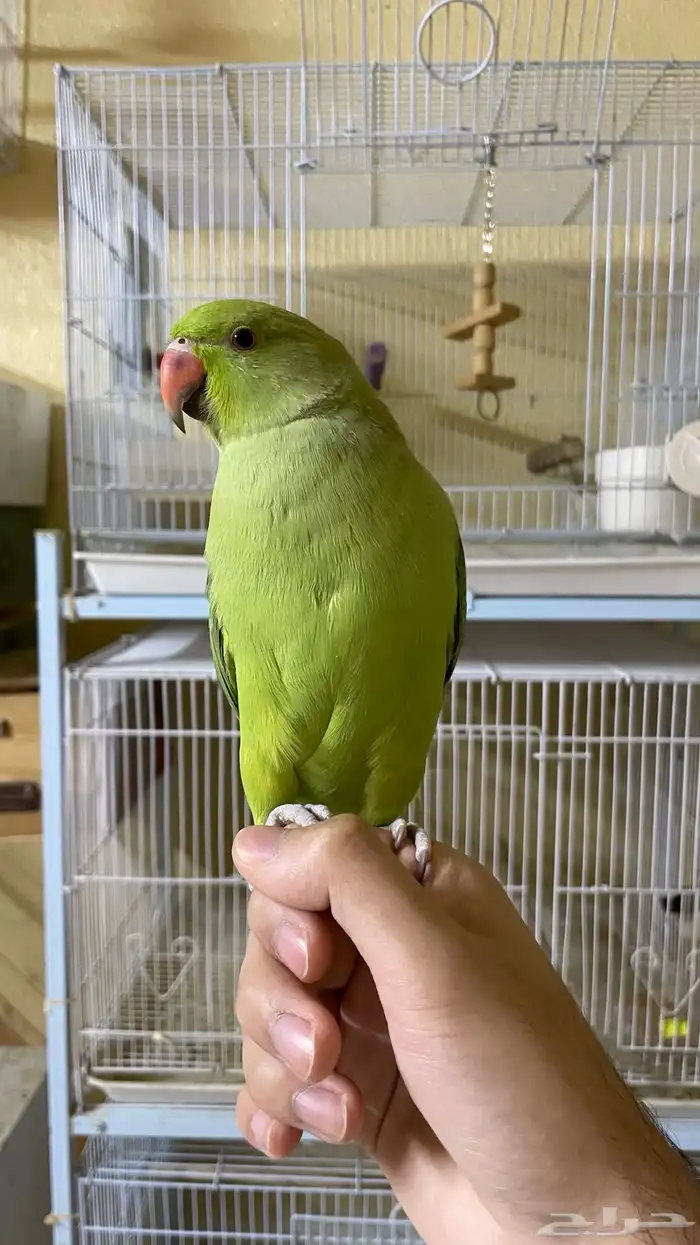 ببغاء دره اليف و متكلم 2