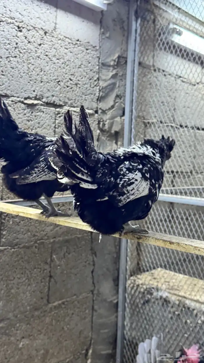 دجاج كويتي حباحب مشكل 25