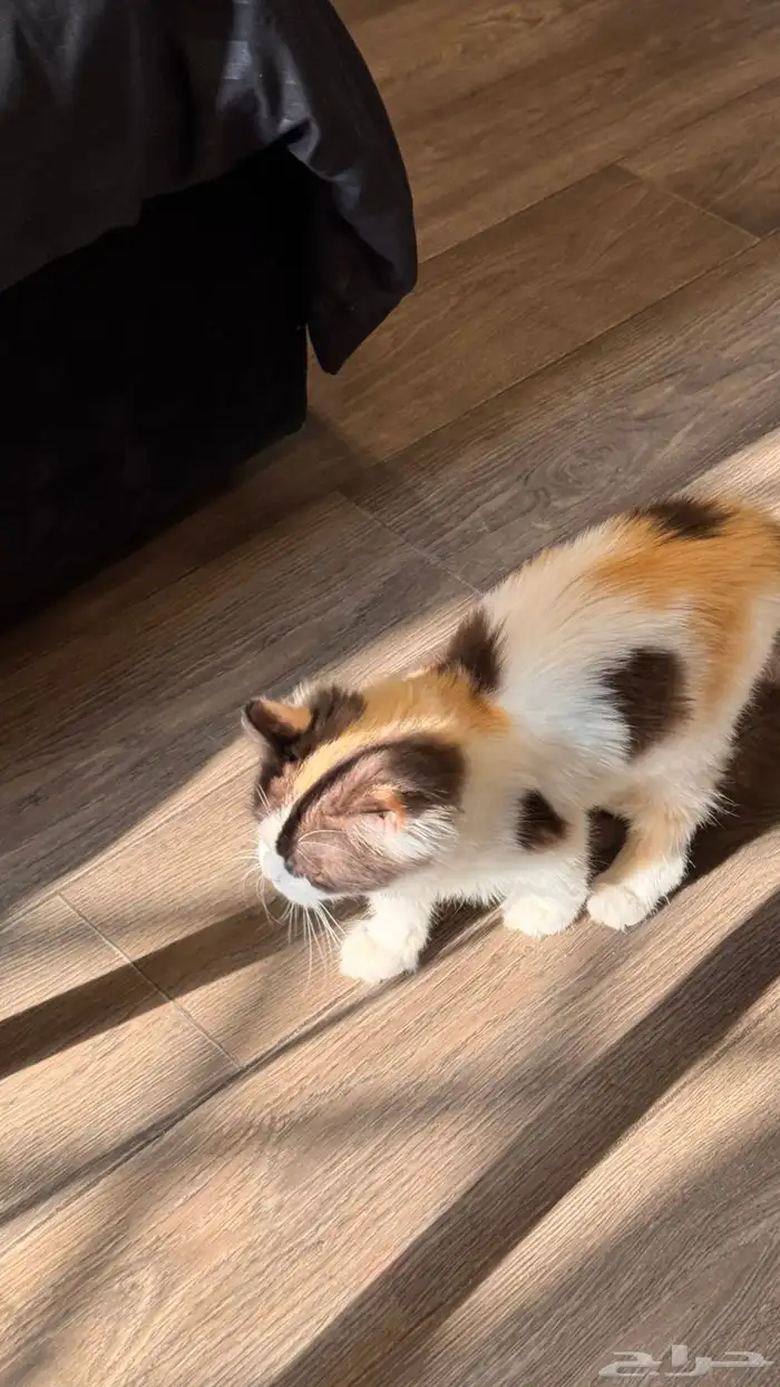 قطة انثى للبيع 10