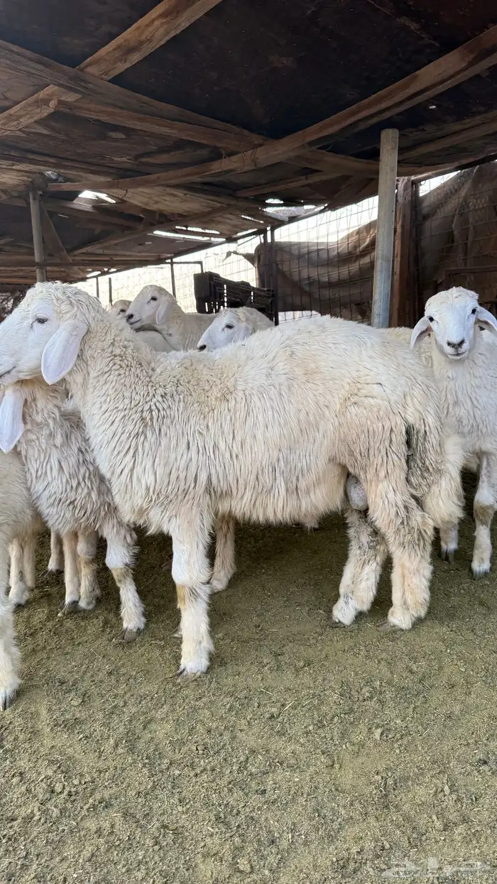 طليان للبيع 3