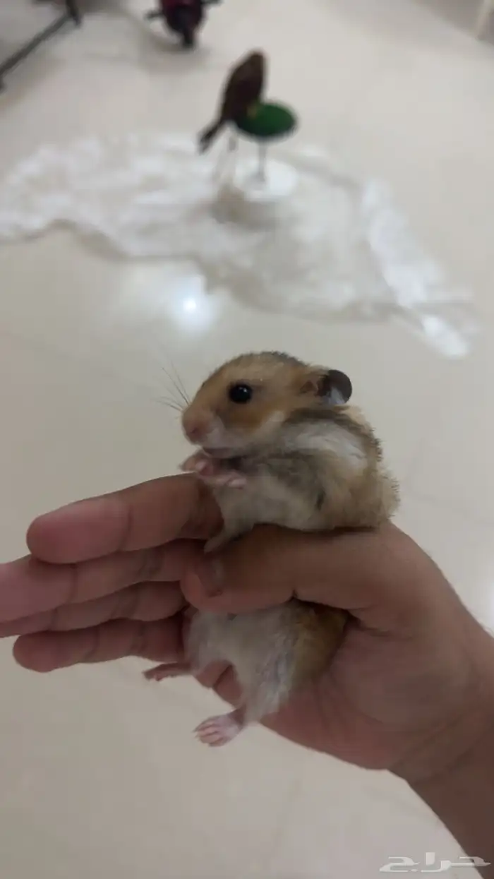 هامستر روسي للبيع مع جميع مستلزماته 2