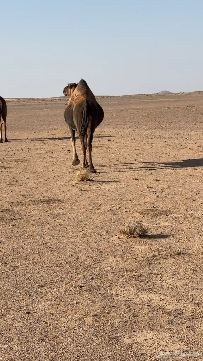 اللقحه حمراء حرقانه 2