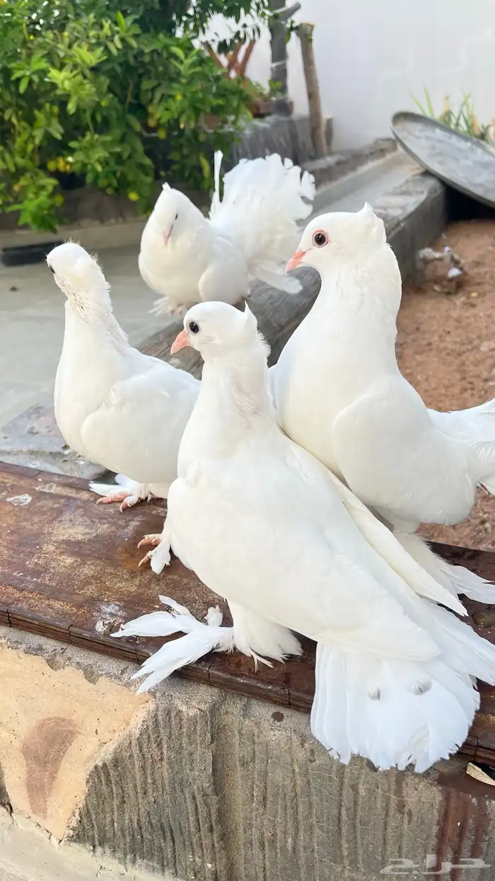 حمام رقاص منتج 0