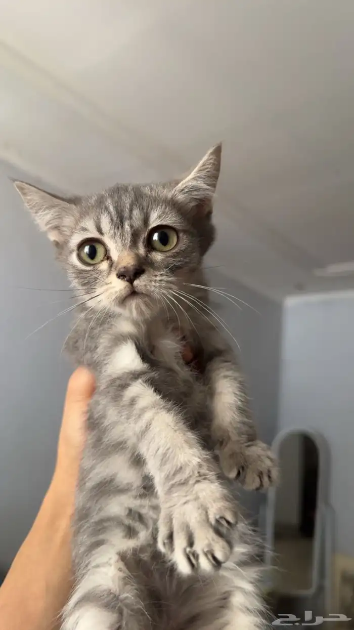 قطط للتبني 8