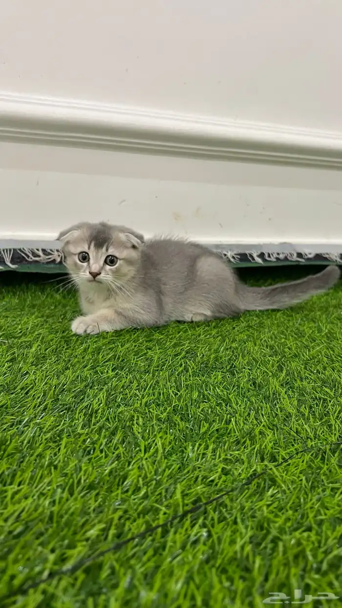 متوفر قطط سكوتش فولد للتبني البيع 6