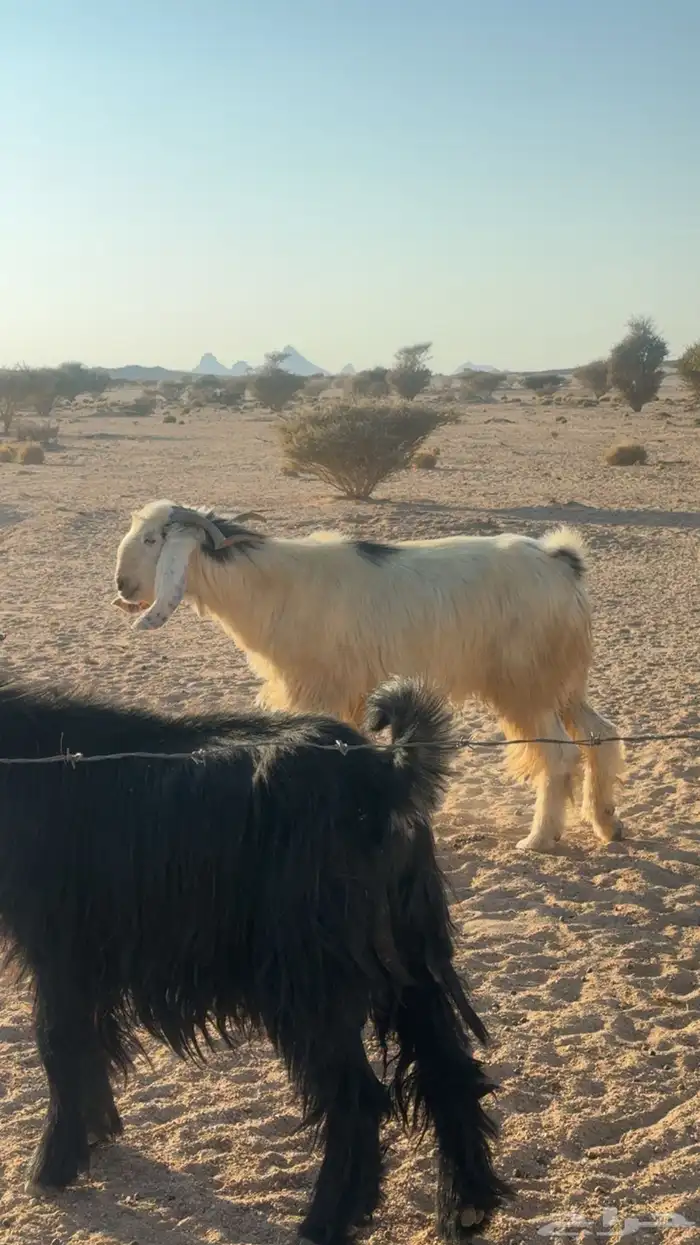 تيس ثاني عرضي كفووو في اذمه 0