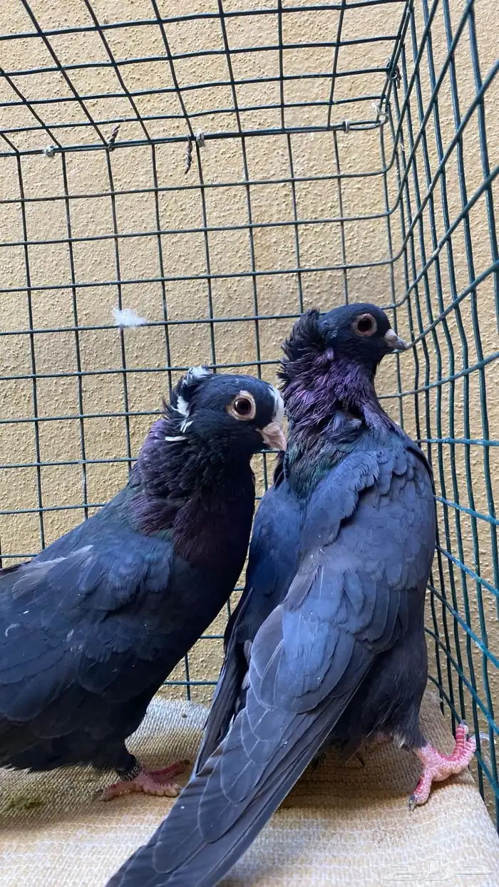 للبيع قطايف وقنادي الخرج 5