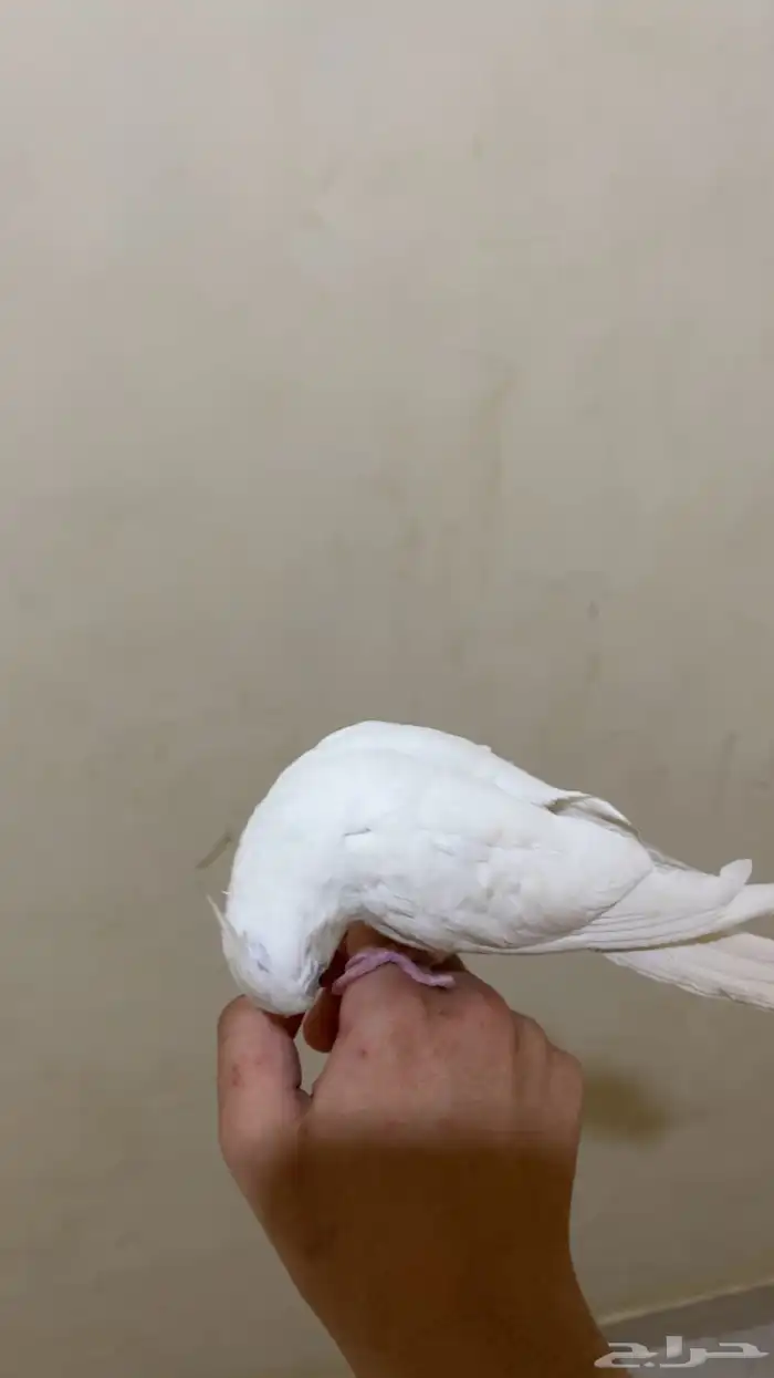 كروان هدد متكلم 0