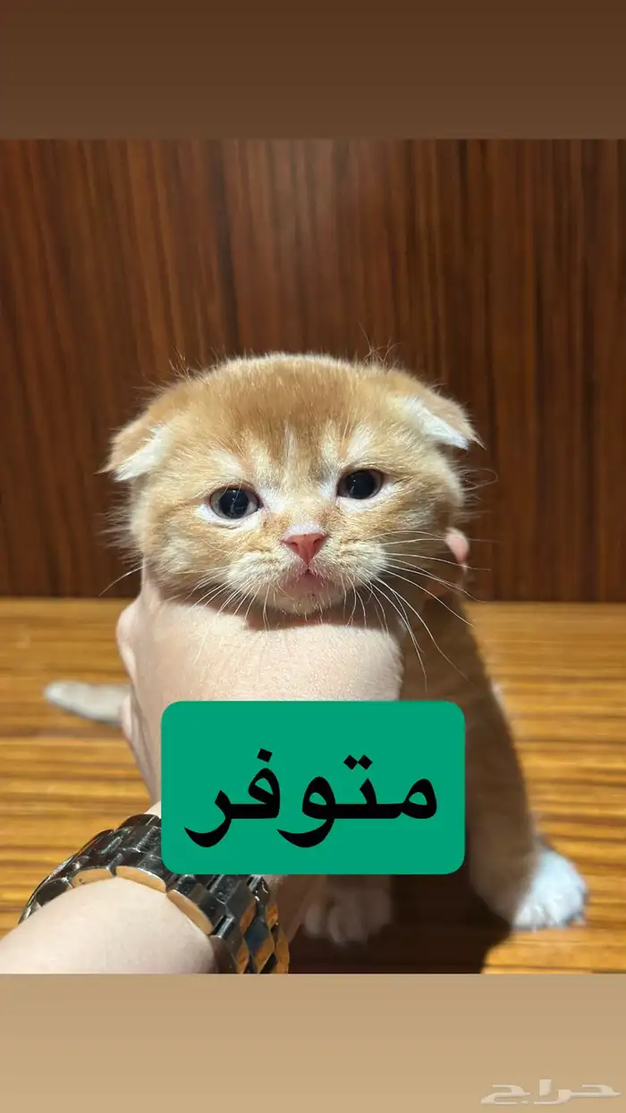 قطط كيتن سكوتش يوجد ذكور للتزاوج 14