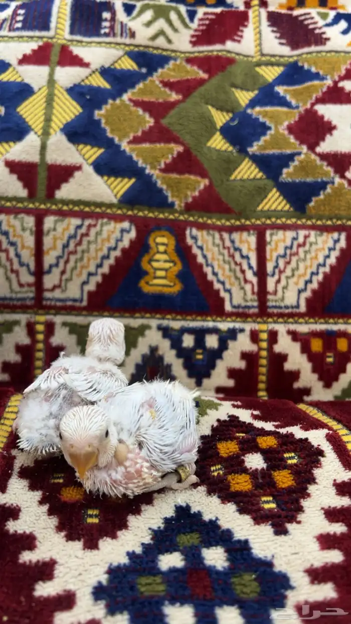 فروخ روز البينو و تصانيف 1