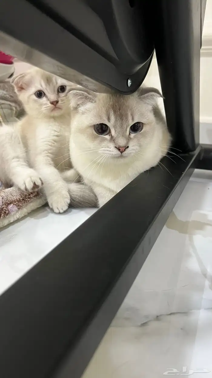 متوفر قطط سكوتش فولد للتبني البيع 4