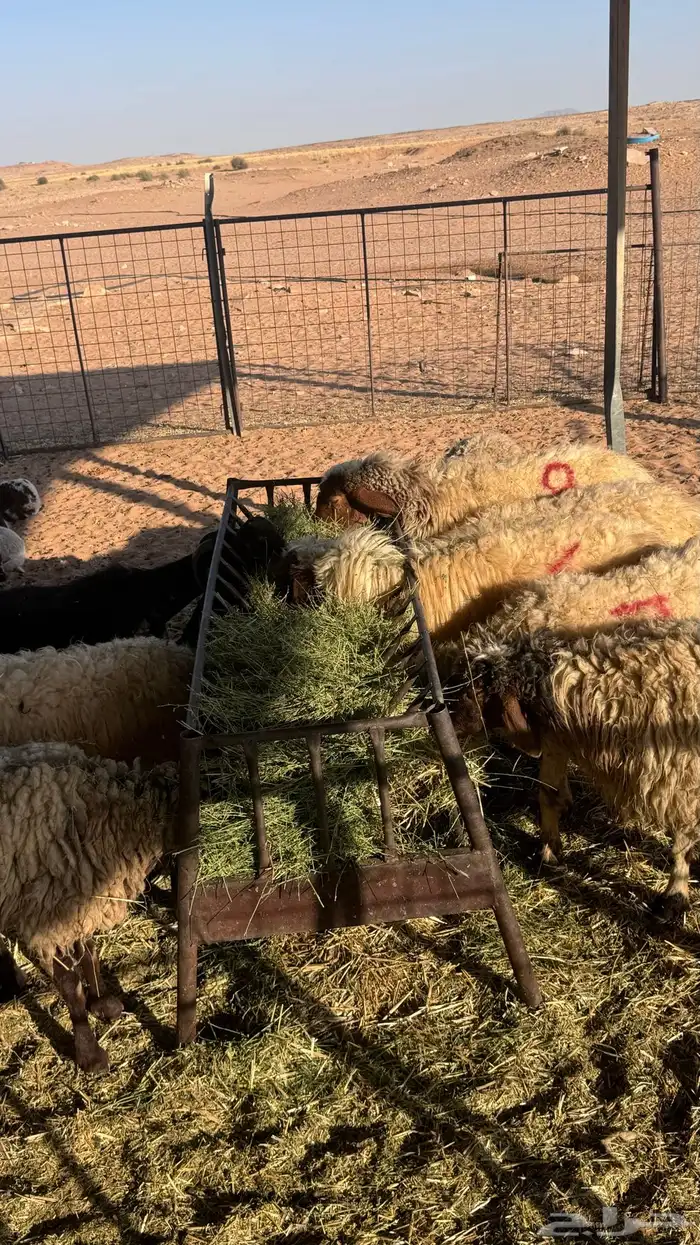 غنم مواليد نعيم 0