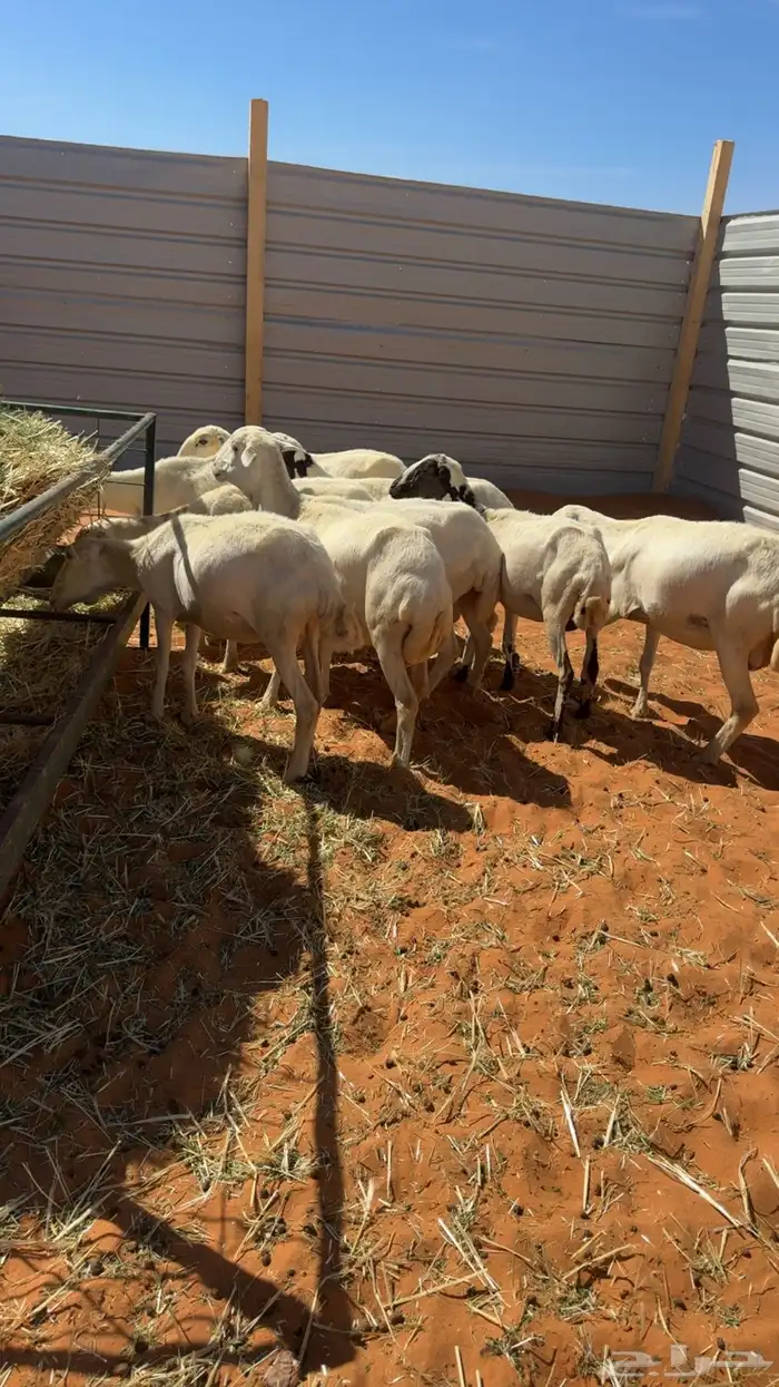 للبيع رفيد ولد 27معها 27 عيالها ذبايح جذعه ثنيه رباع 2