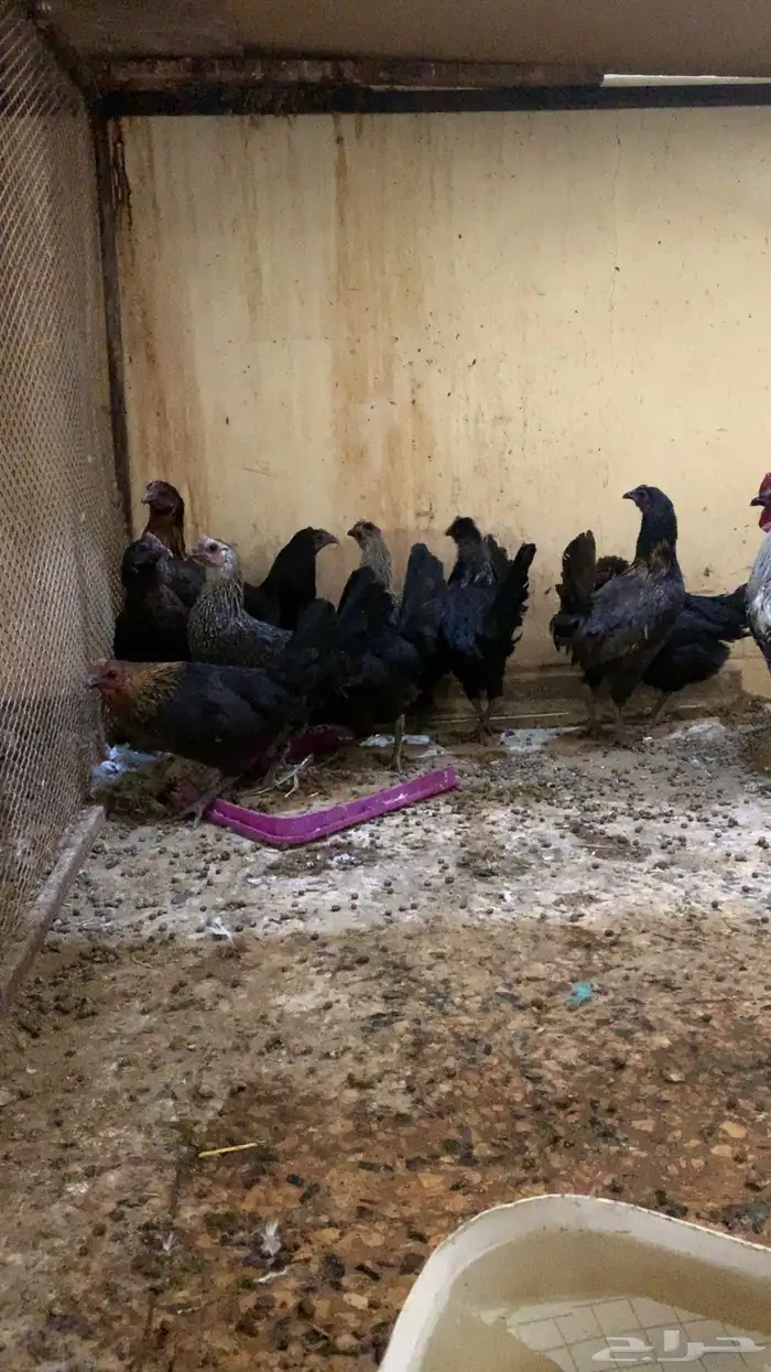 دجاج فيومي 1