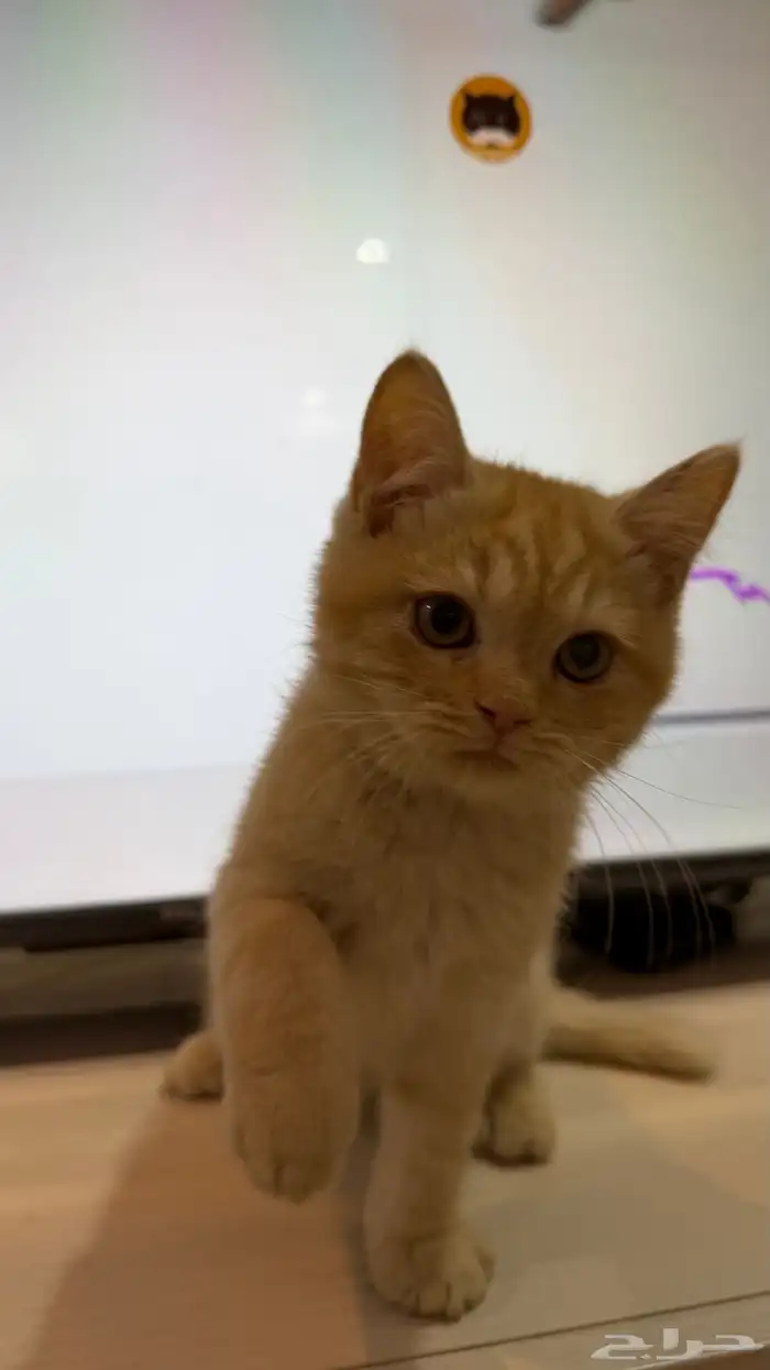 قط شيرازي ذكر 6