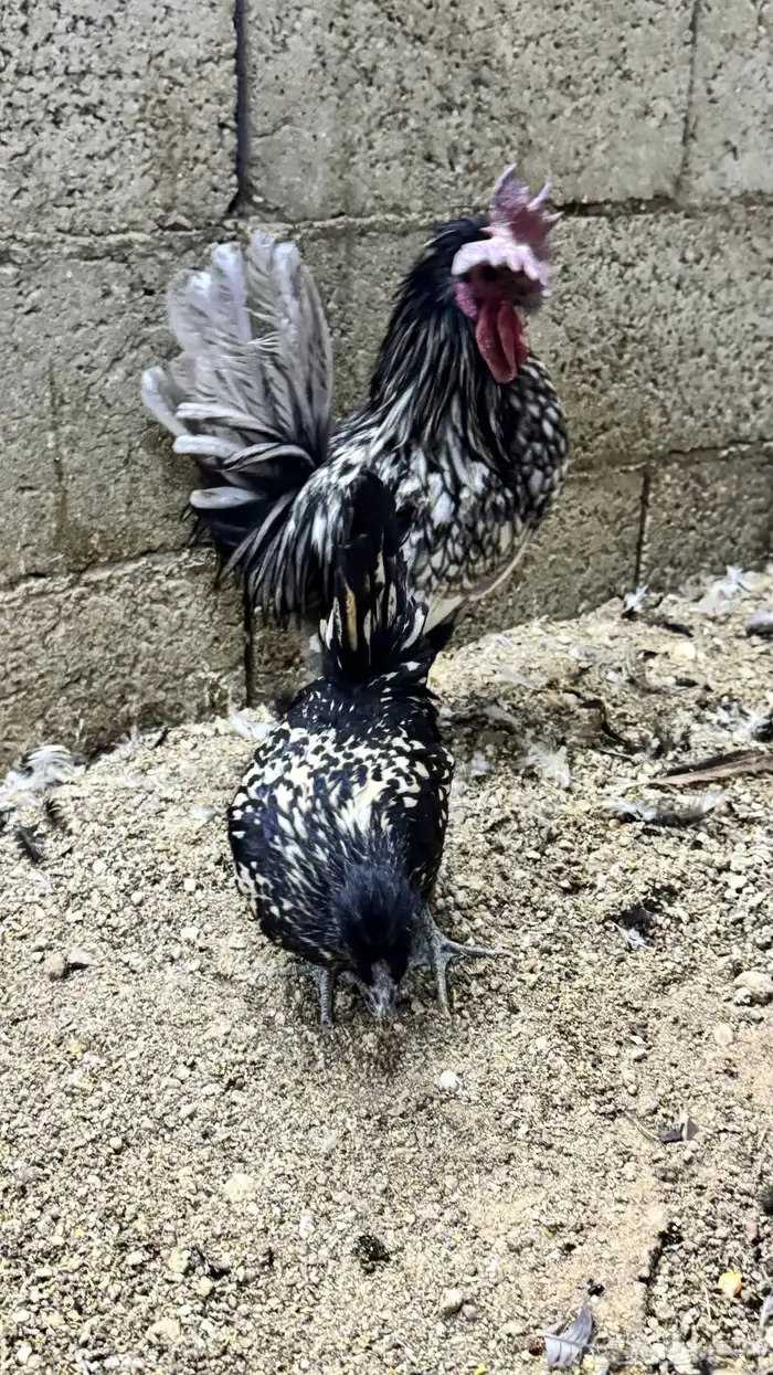 دجاج كويتي حباحب مشكل 69