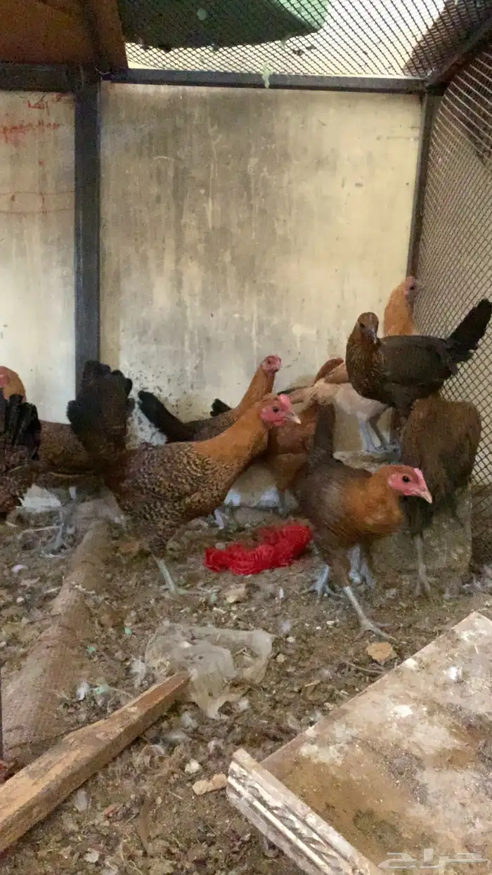 دجاج فيومي 5