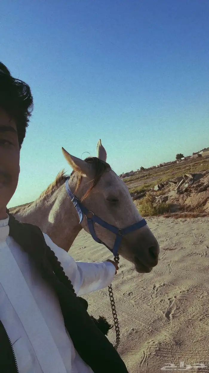 اسم المهر  عباث الاب  شعبي الام  شعبيه اللون  اشعل 1