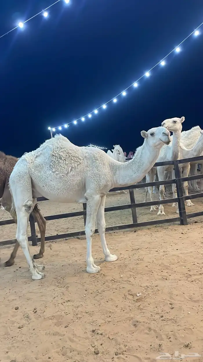 حاشي للبيع اوضح 3