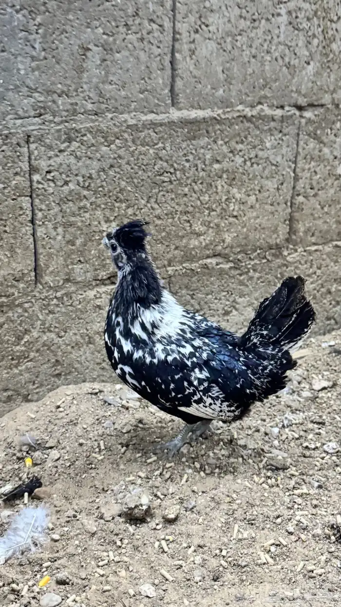 دجاج كويتي حباحب مشكل 27