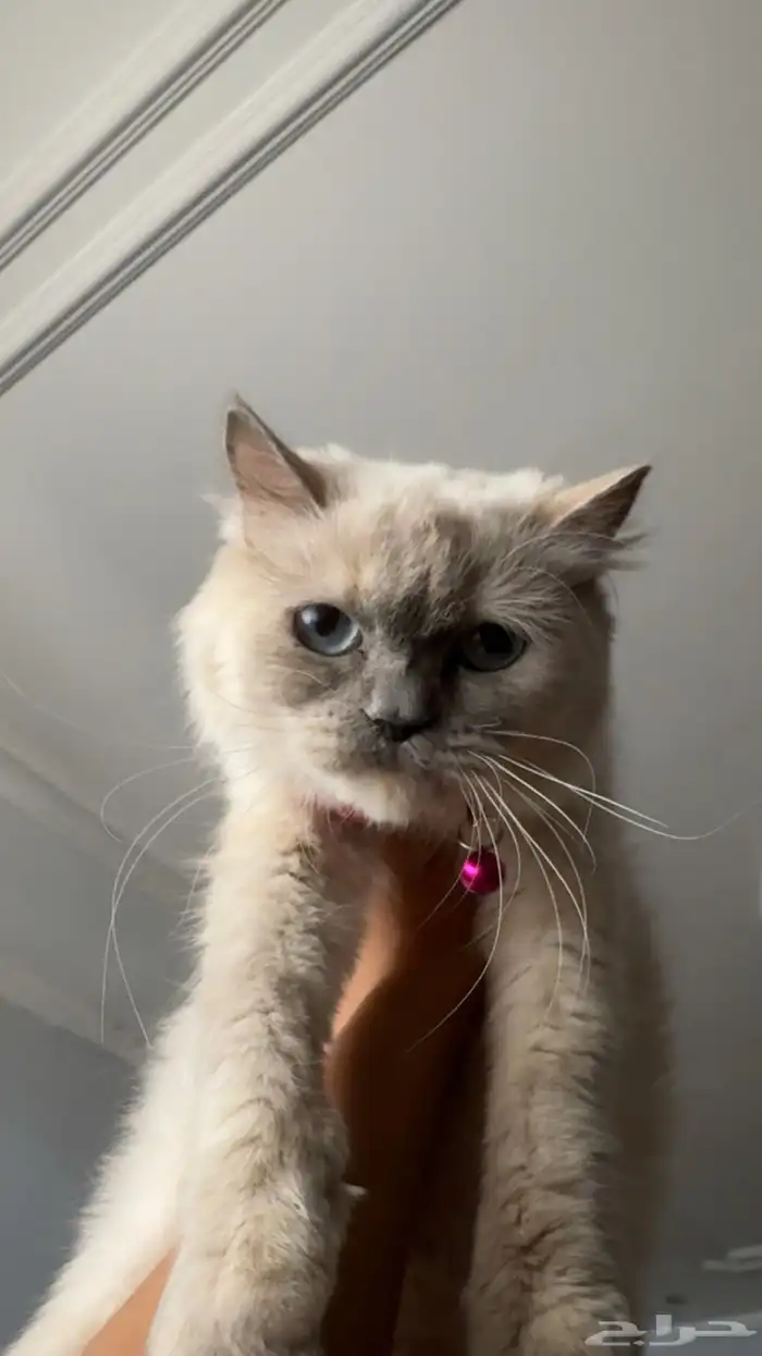 قطط للتبني 1