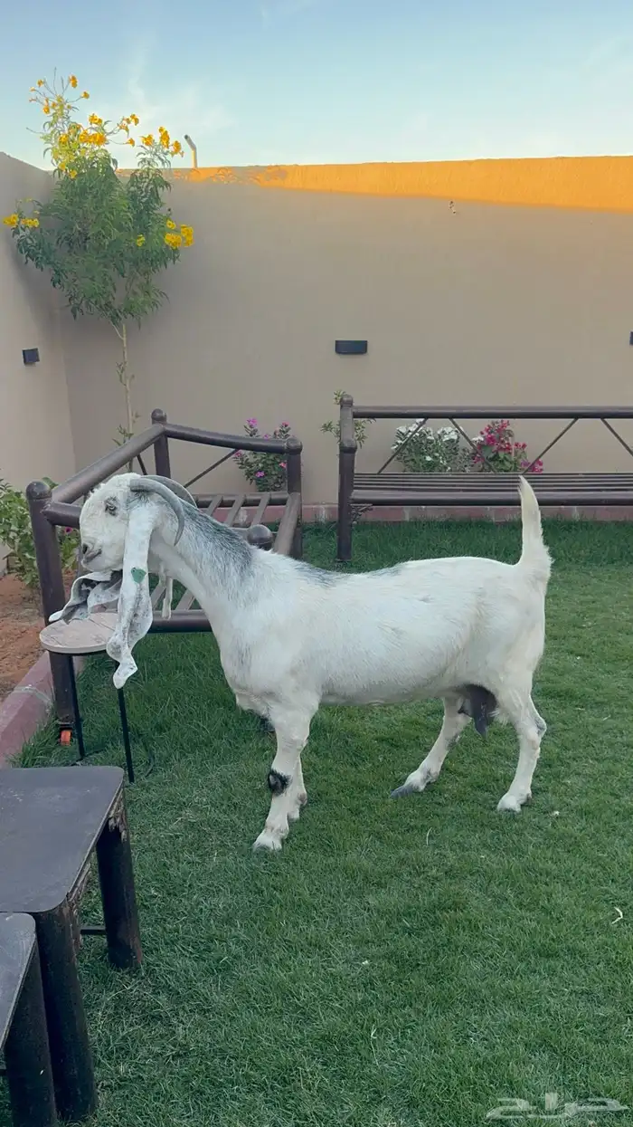 عنز مطوره فاخره 0