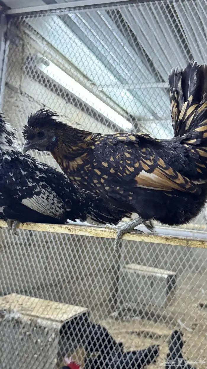 دجاج كويتي حباحب مشكل 21