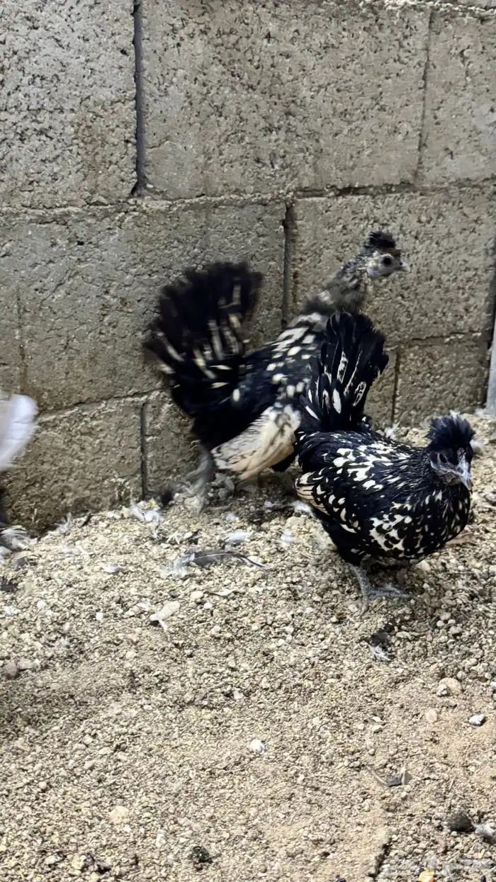 دجاج كويتي حباحب مشكل 59