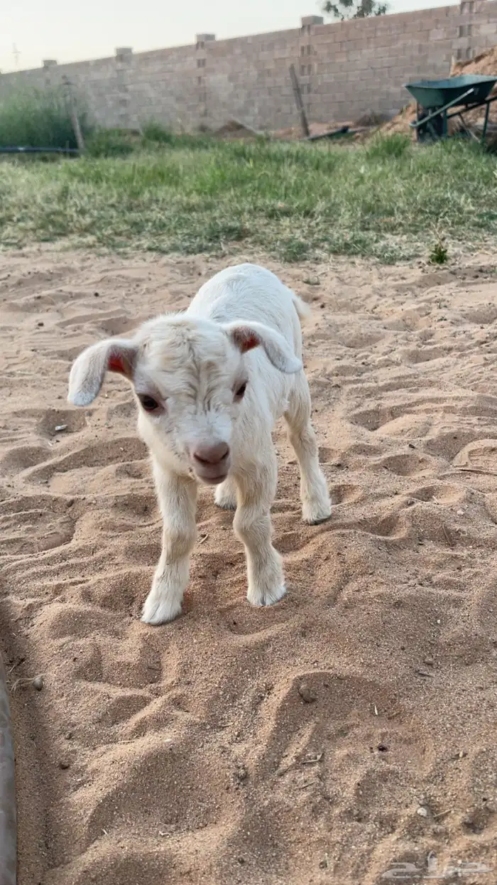 ماعز قزم العمر يوم 1